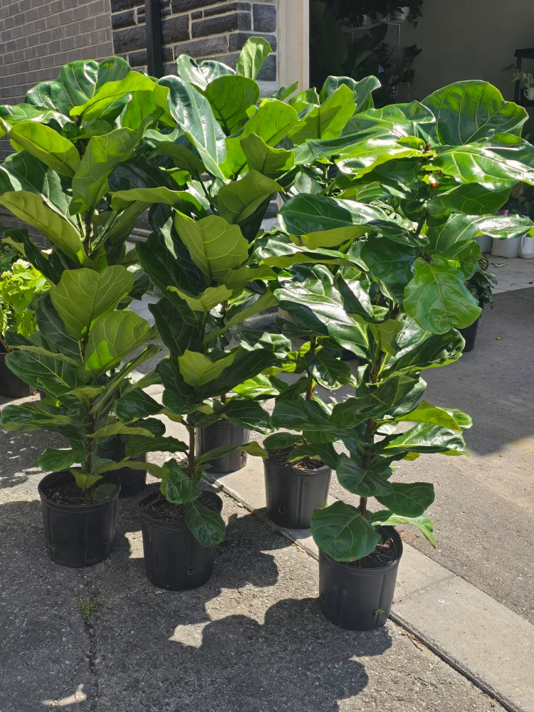 Fiddle Leaf Fig Plant image indicator(4)