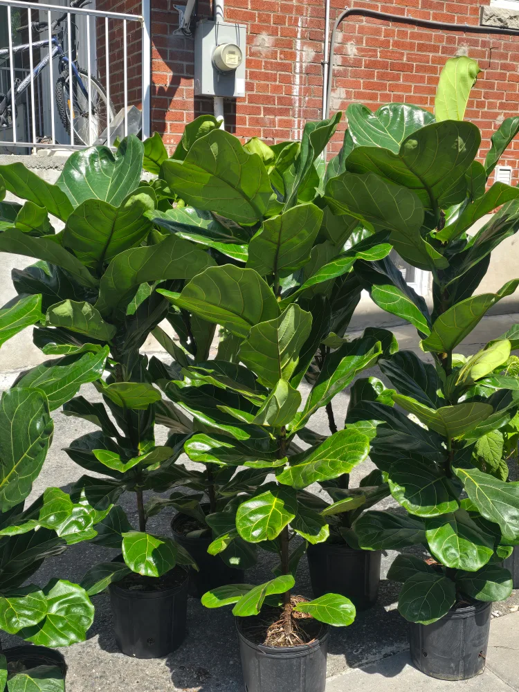 Fiddle Leaf Fig Plant image indicator(5)
