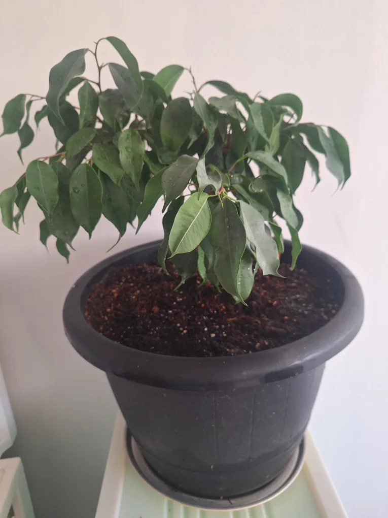 Potted Ficus Benjamina Plant thumbnail