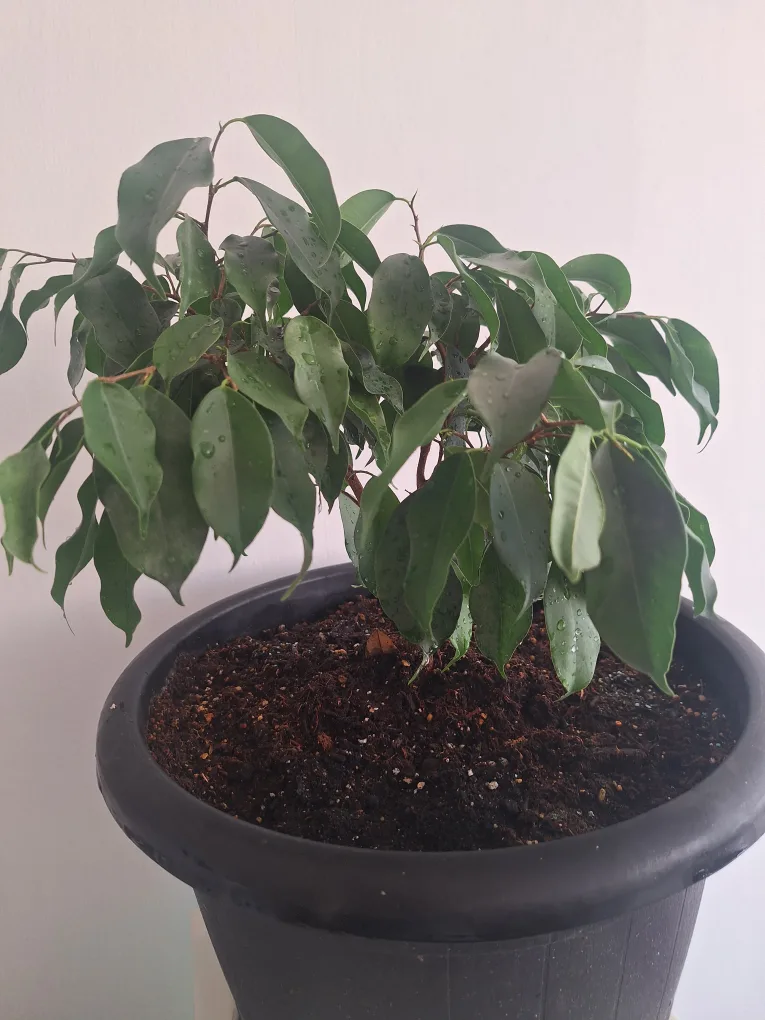 Potted Ficus Benjamina Plant image indicator(2)