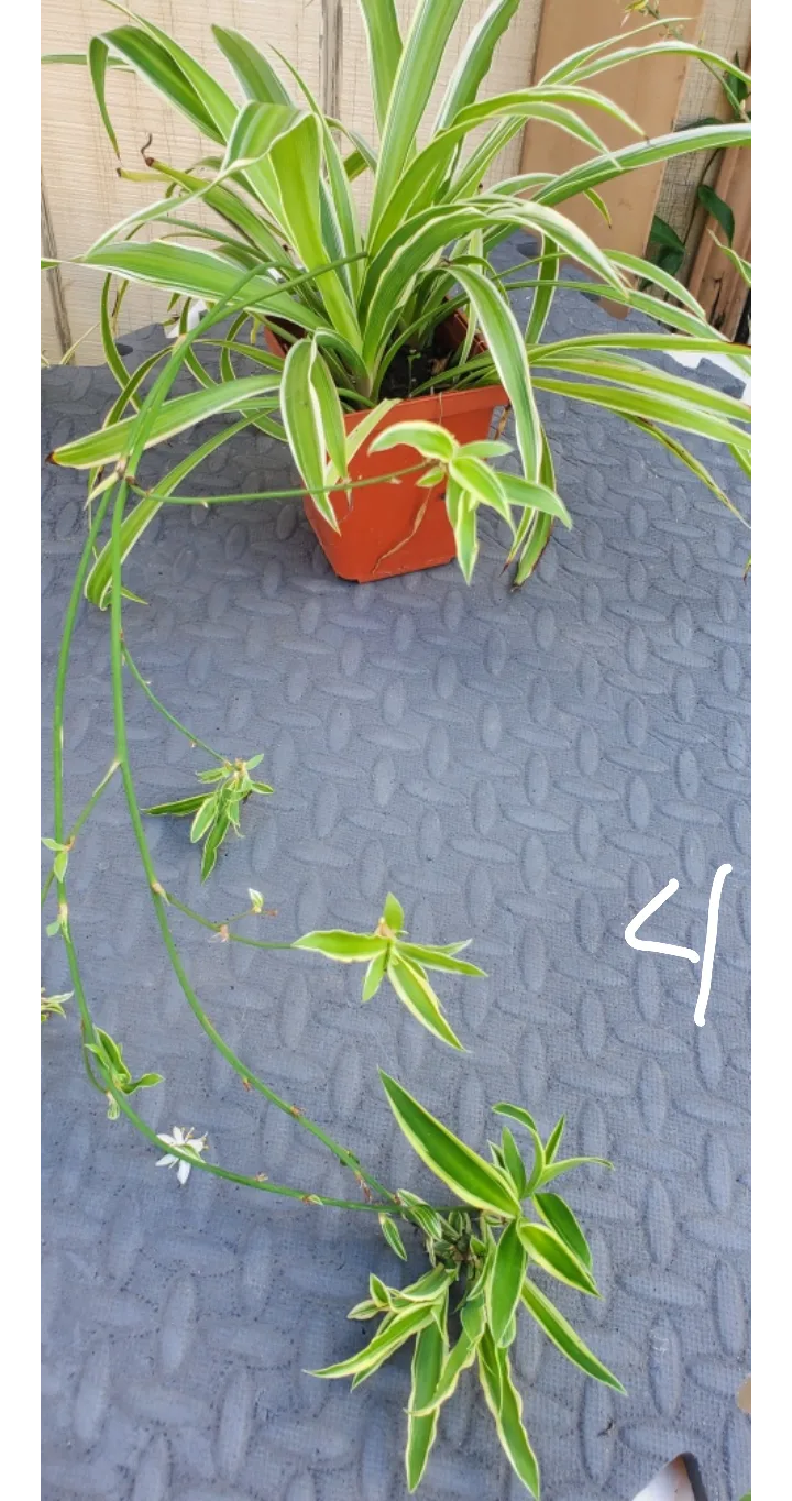 Spider Plant with Plantlets image indicator(4)