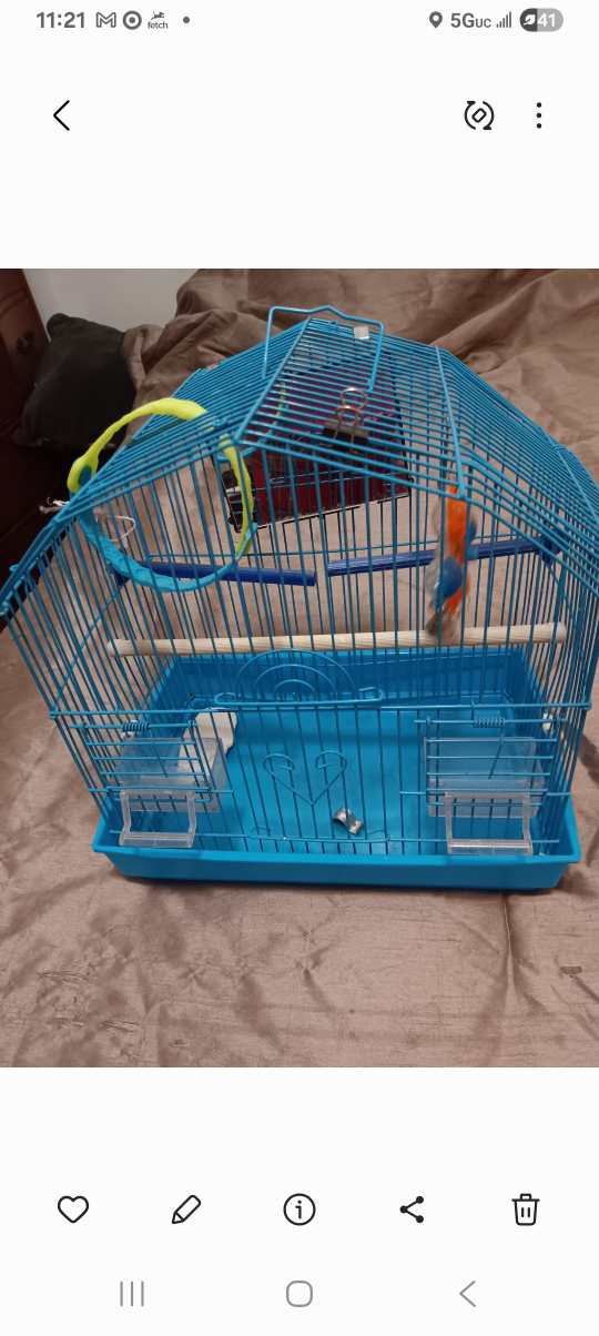 Blue Bird Cage