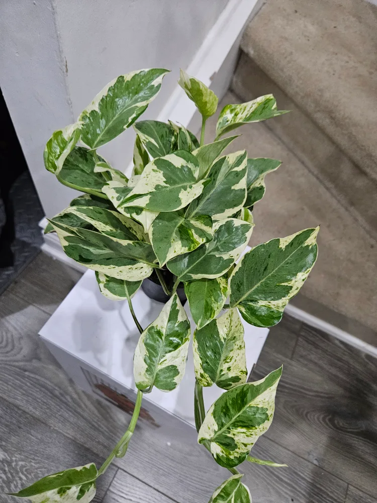 🥕Pothos Plant in Pot🥕 image indicator(2)