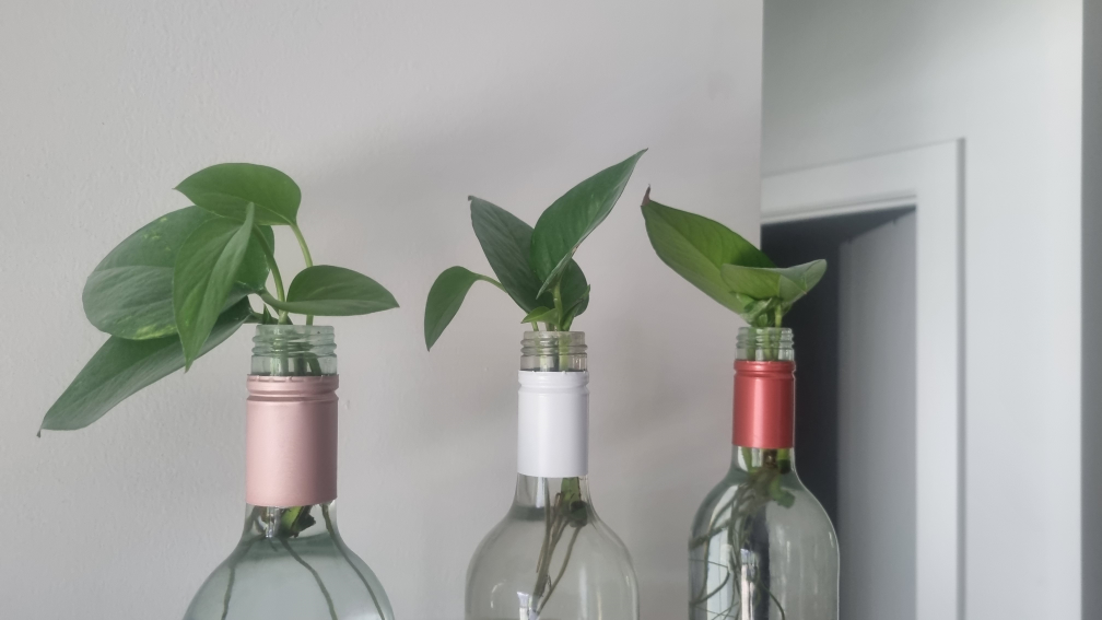 Well Rooted Pothos Cuttings