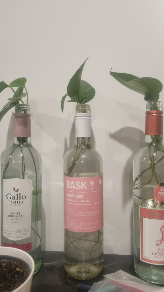Well Rooted Pothos Cuttings - photo 2