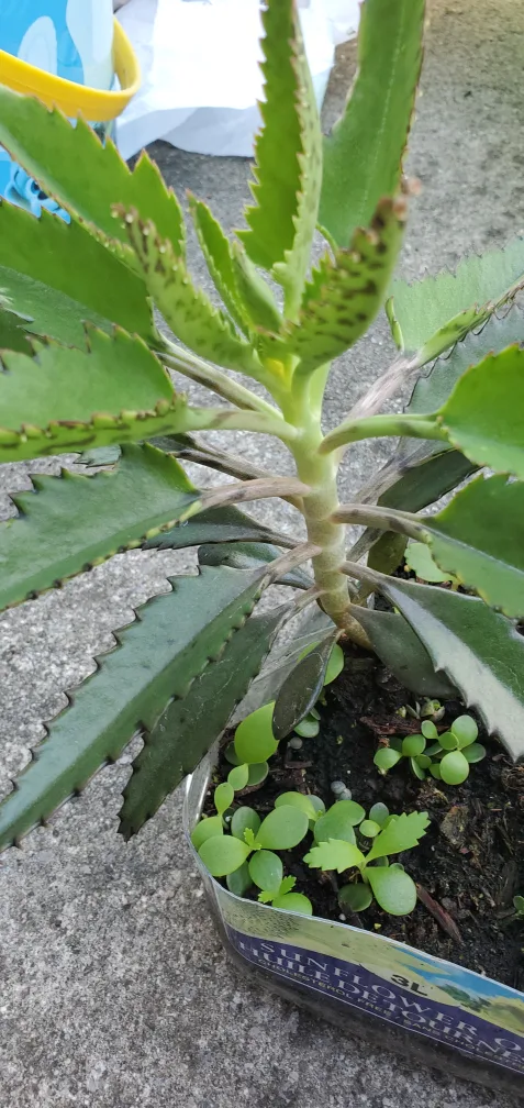 Potted Mother of Thousands Plant image indicator(2)