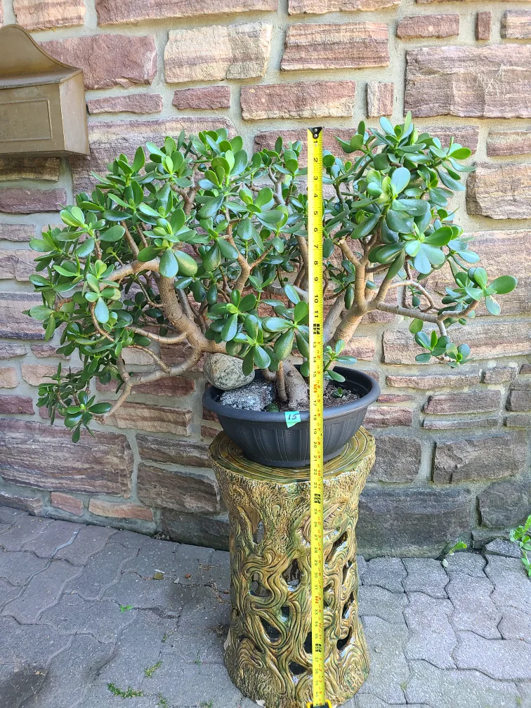 Large Jade Plant #15 image indicator(3)