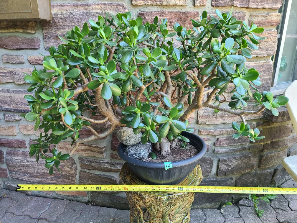 Large Jade Plant #15 image indicator(4)