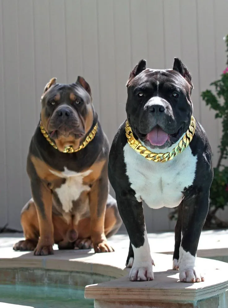 24 karat gold  plated dog leash and collar image indicator(2)