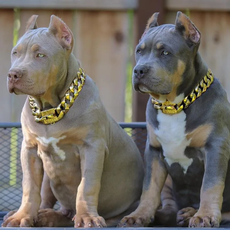 24 karat gold  plated dog leash and collar image indicator(3)