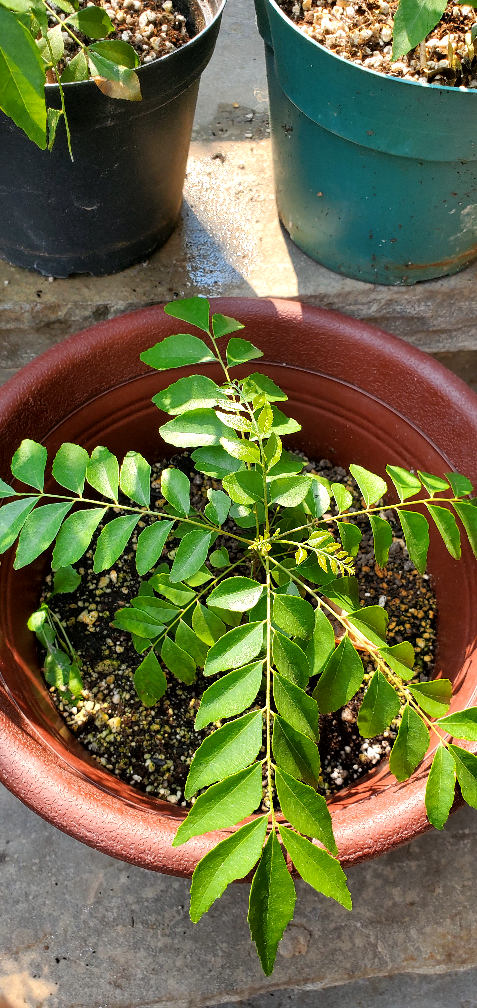 Curry Leaf Plant - photo 3