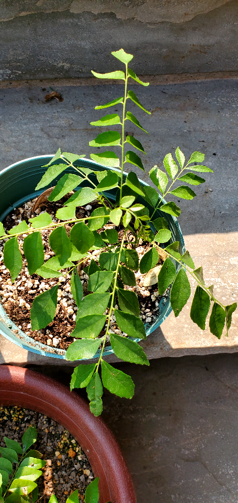 Curry Leaf Plant - photo 4