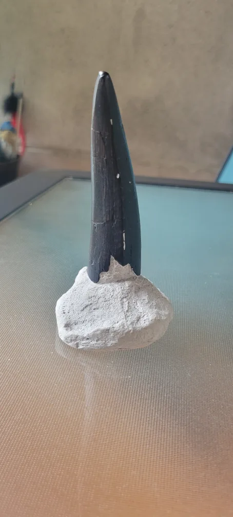 T-Rex Tooth Fossil Replica image indicator(4)