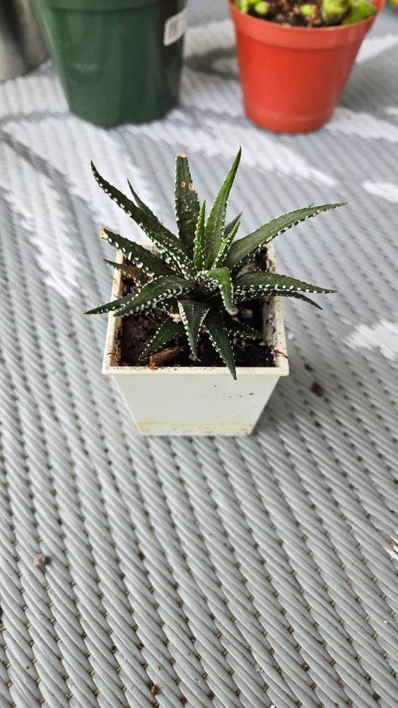 Small Haworthia Plant thumbnail