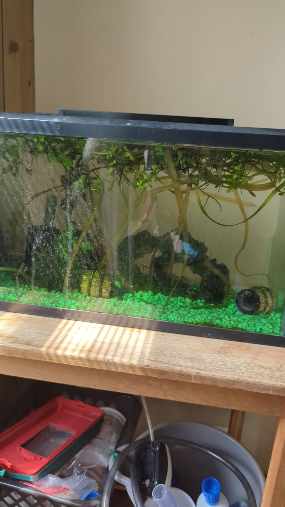 Free Fish Tank with Accessories
