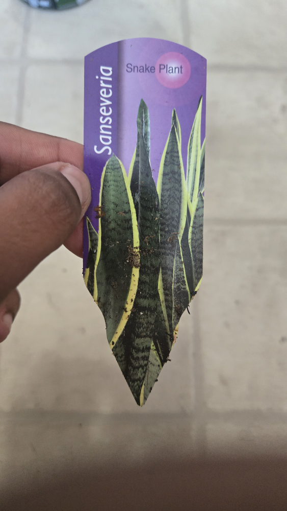 Sansevieria Snake Plant - photo 2