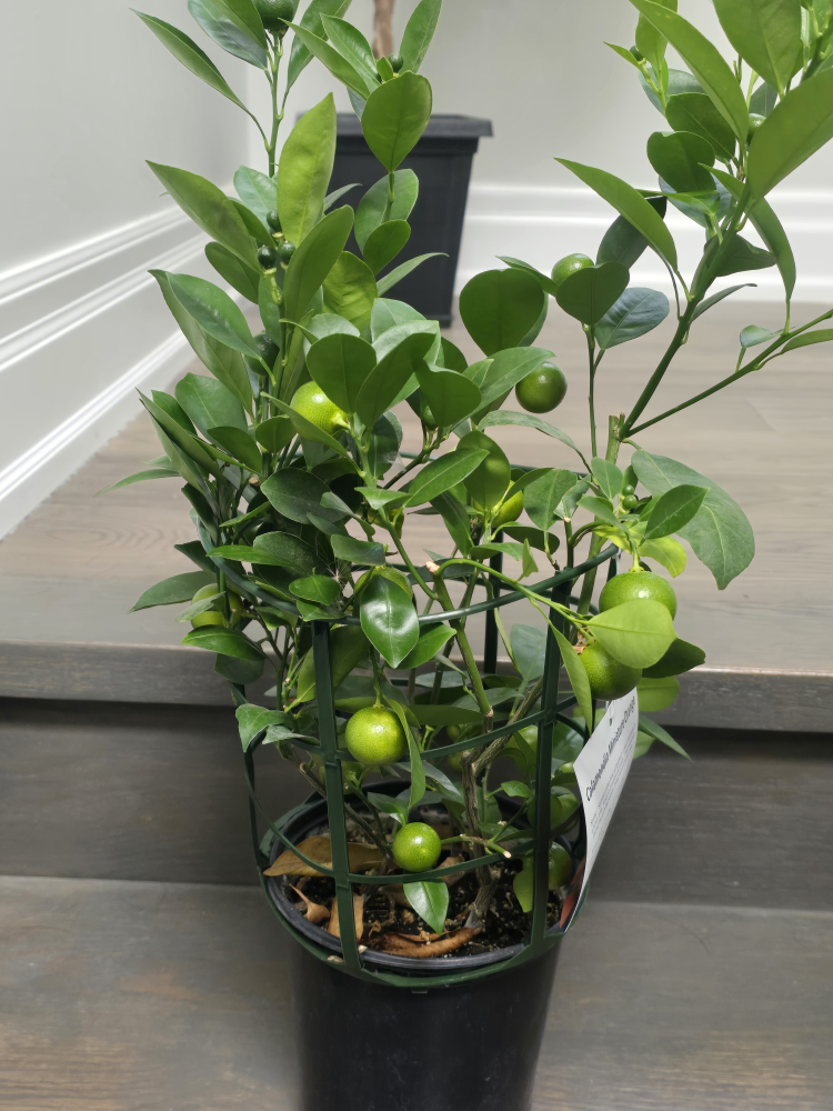 Calamondin Miniature Orange Tree