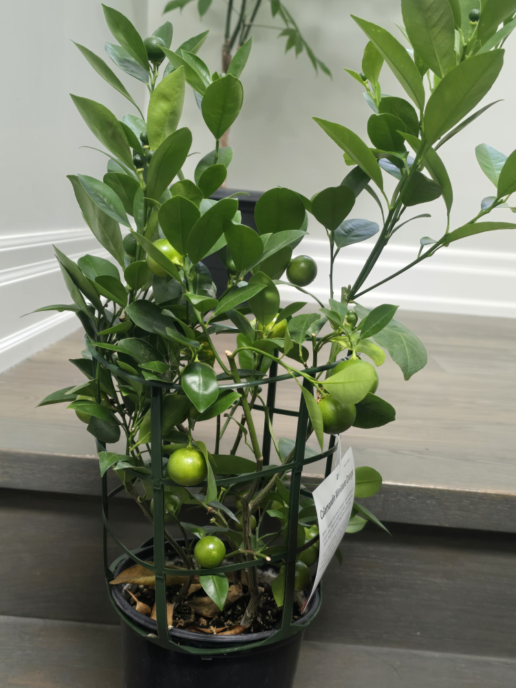 Calamondin Miniature Orange Tree - photo 2