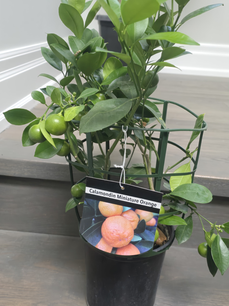 Calamondin Miniature Orange Tree - photo 3