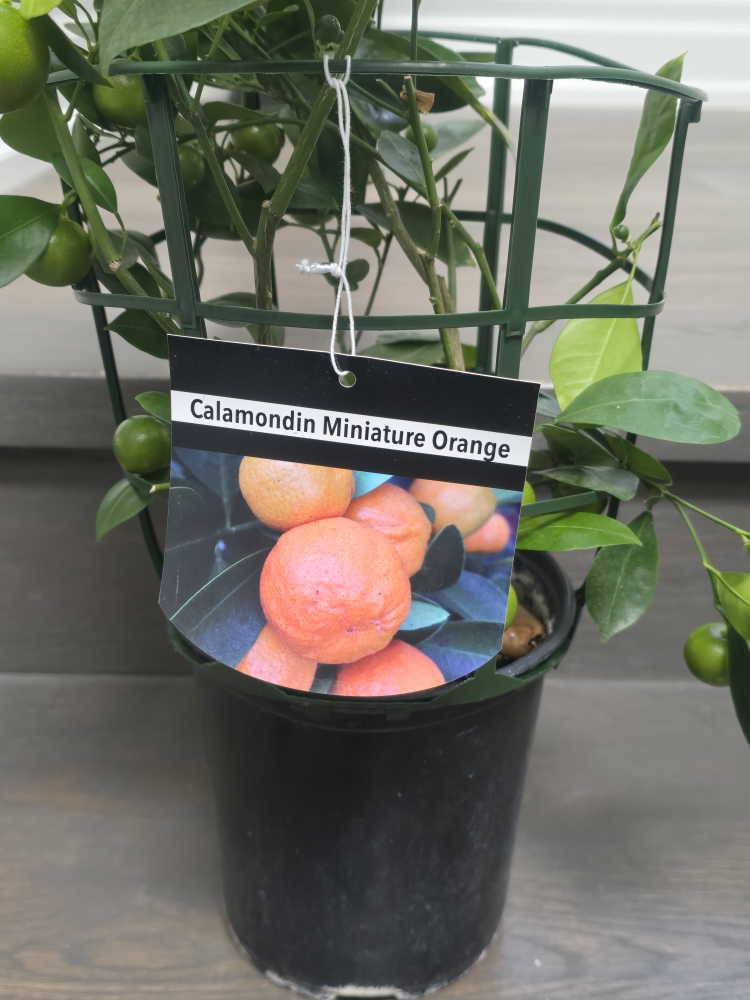 Calamondin Miniature Orange Tree - photo 4
