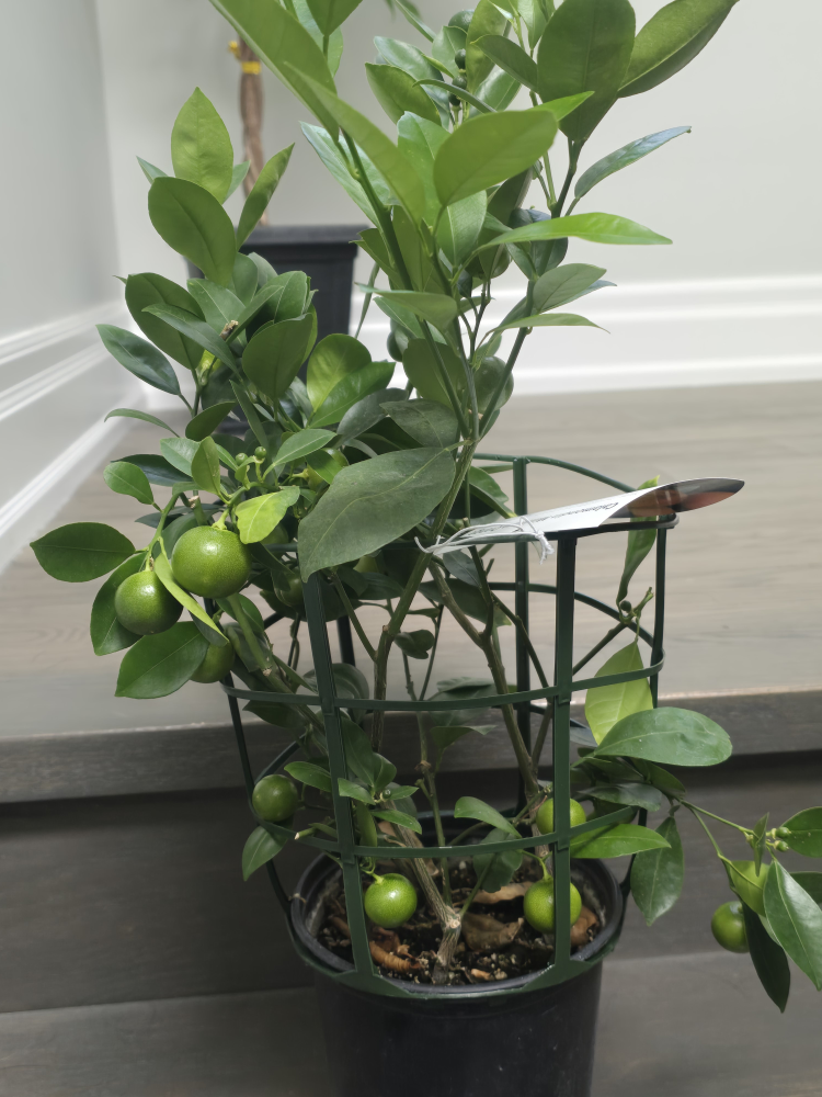 Calamondin Miniature Orange Tree - photo 5