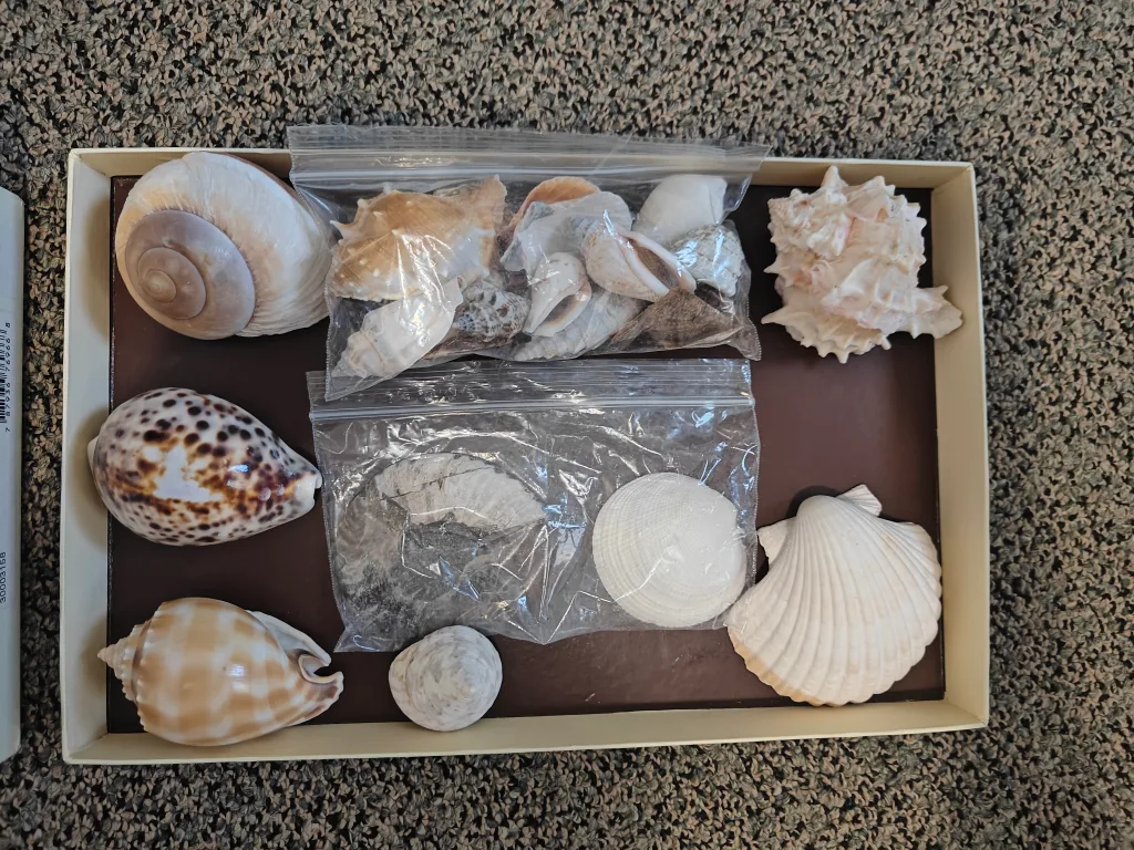 Real Natural Seashell Collection 💖🧡 image indicator(3)