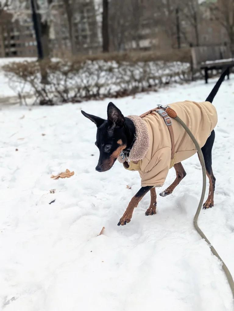 Snow jacket for your dog thumbnail