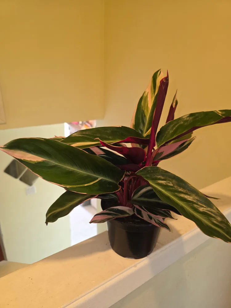 Calathea Triostar Plant thumbnail
