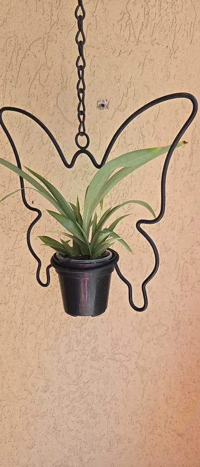 Butterfly Plant Hanger with Plant image indicator(4)