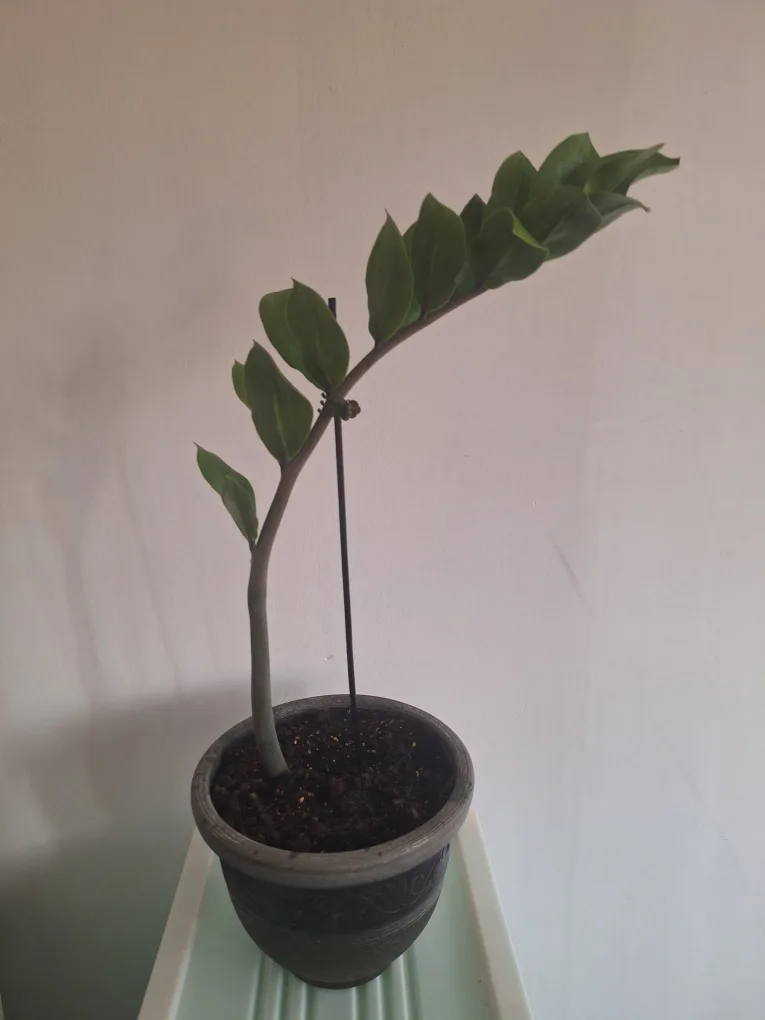 ZZ Plant in Decorative Pot image indicator(2)