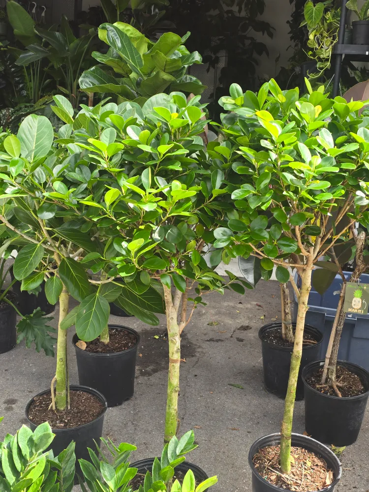 ficus standard tree  also called ginseng tree image indicator(5)