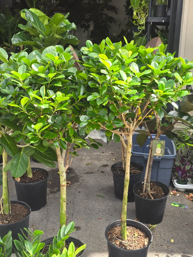 ficus standard tree  also called ginseng tree image indicator(6)