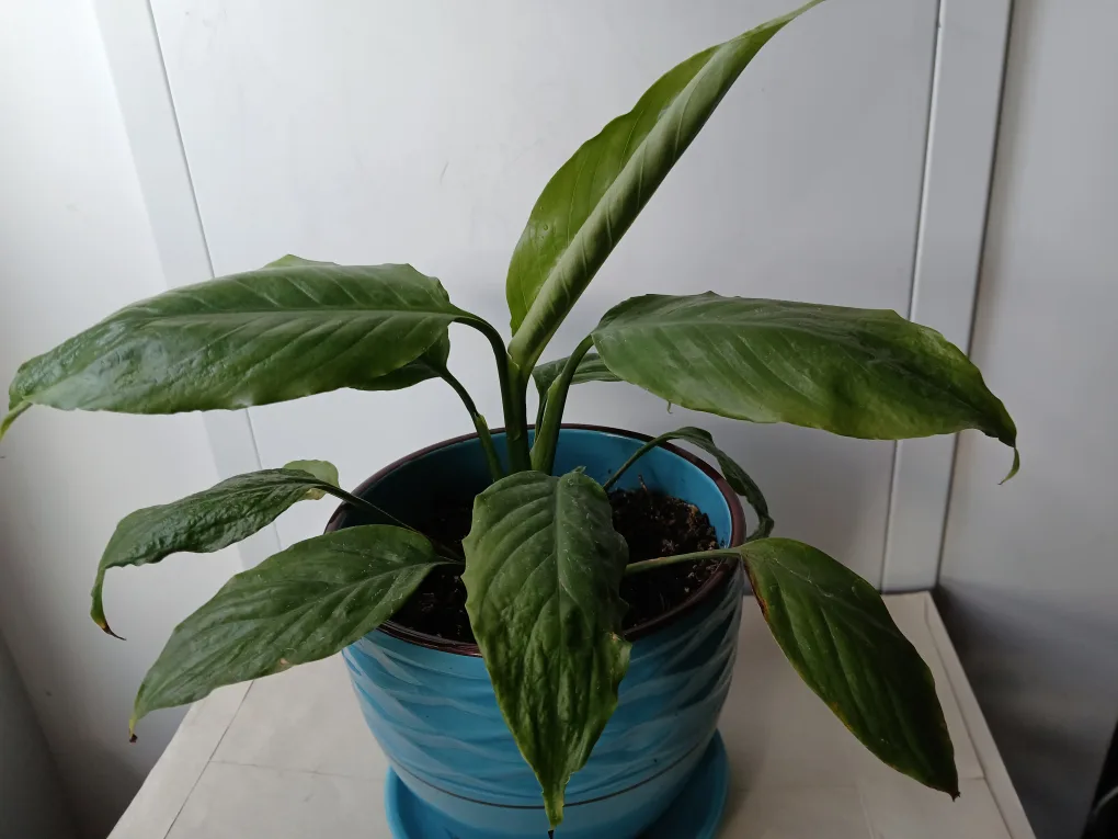 Potted Peace Lily in 6 1/2" Ceramic Pot. Non-negotiable. thumbnail