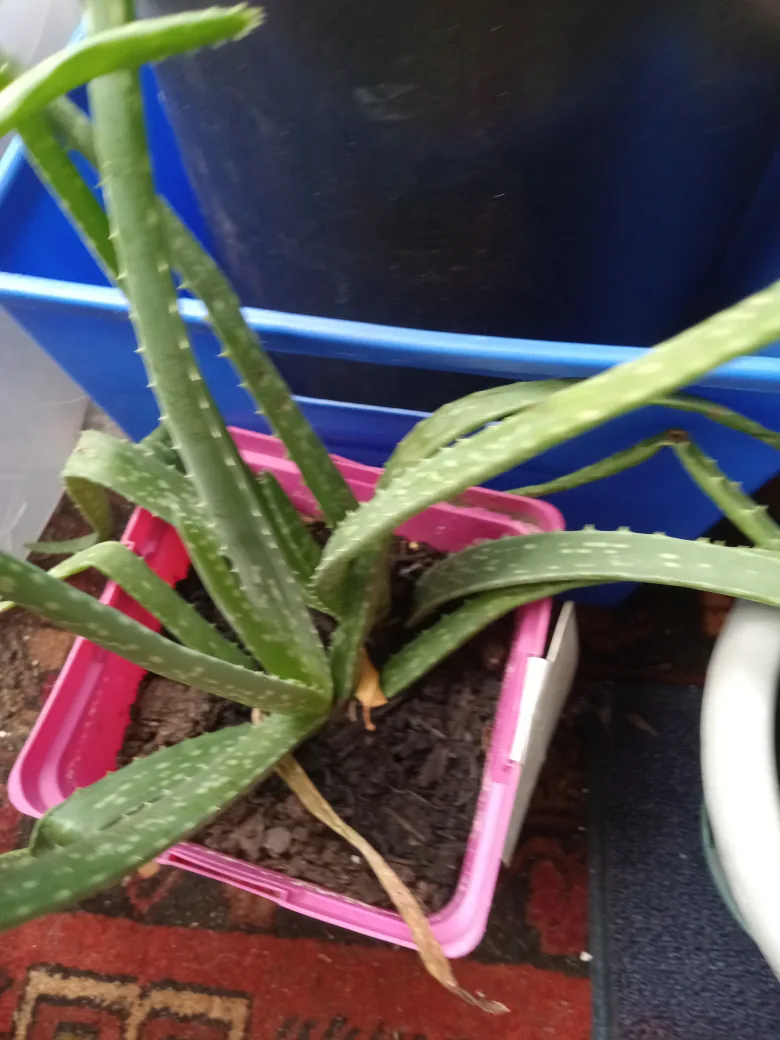 Aloe Vera Plant in Pink Pot thumbnail