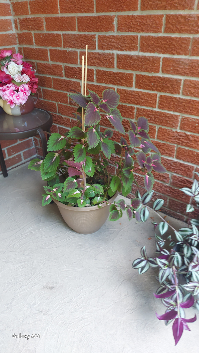 Outdoor and indoor plants .