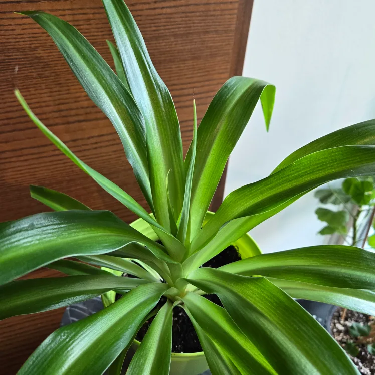 Spider Plant with bright green pot! image indicator(2)