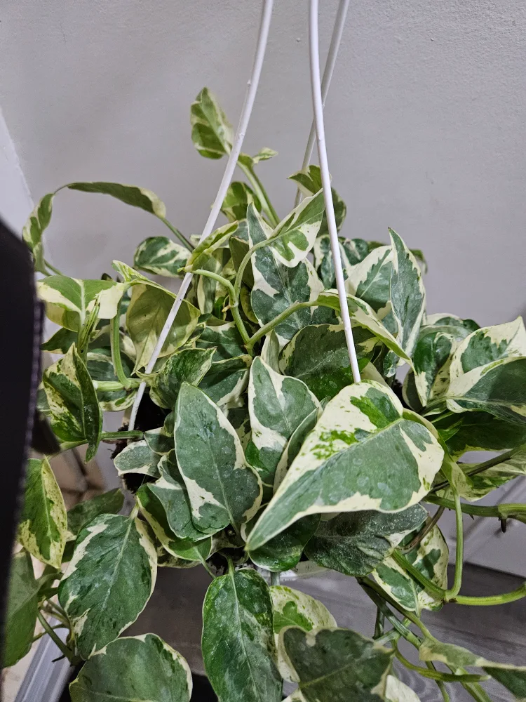 Pothos Plant Hanging Basket thumbnail