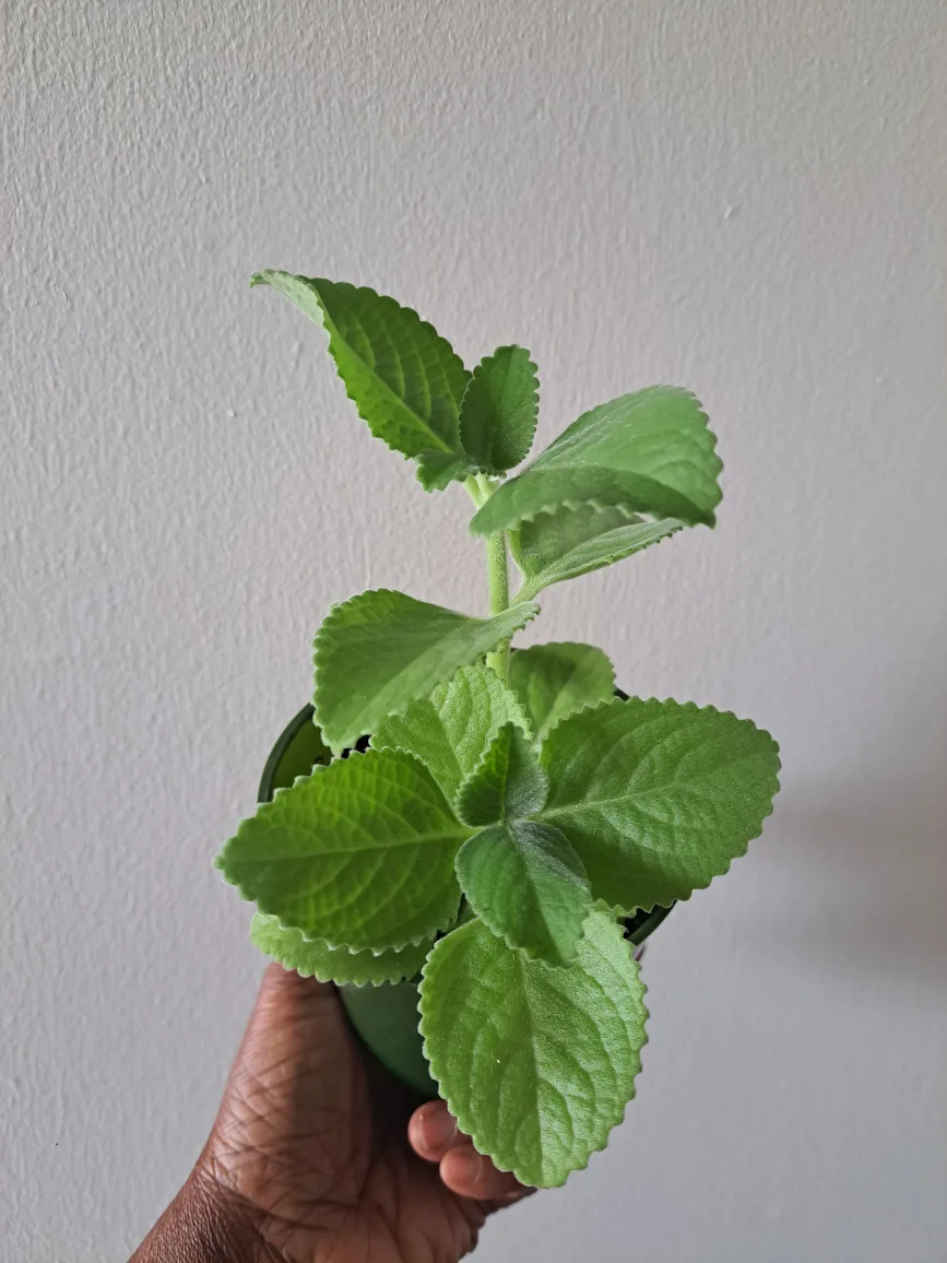 Cuban Oregano Plant thumbnail