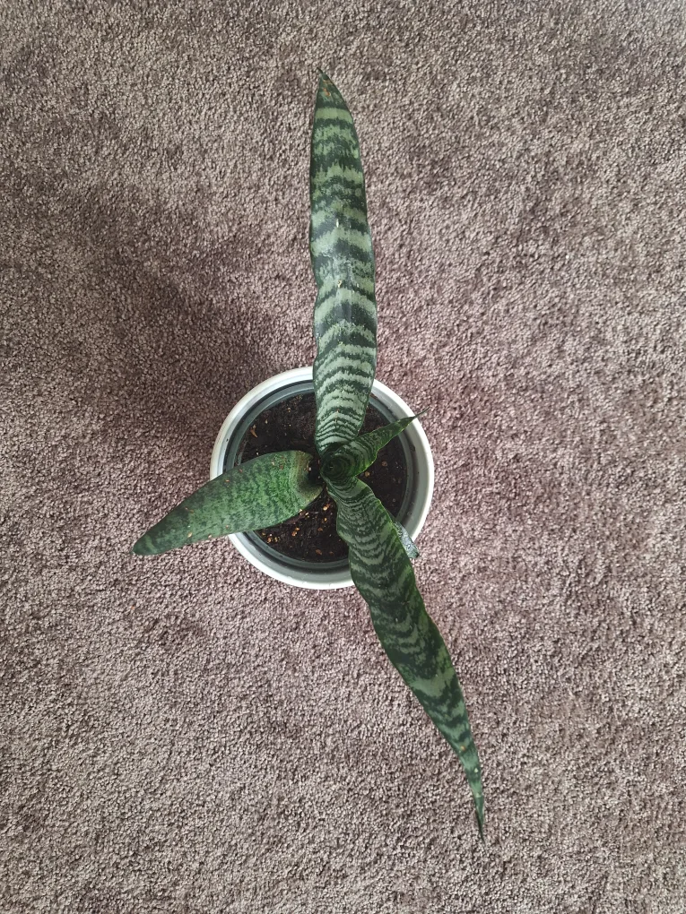 Snake Plant in White Pot image indicator(2)