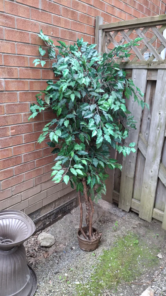 Artificial Ficus Tree thumbnail