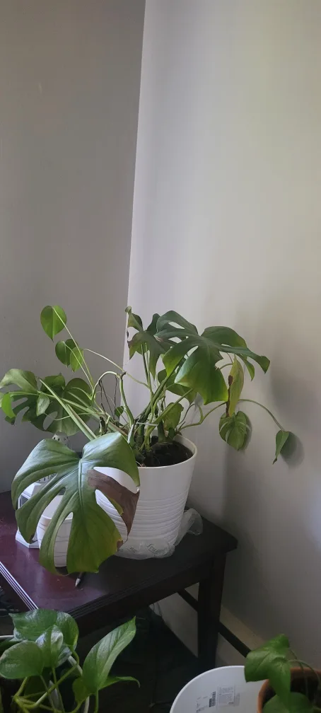 Monstera Plant image indicator(2)
