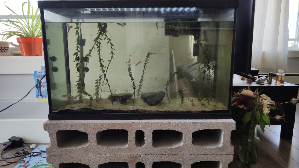 29 Gallon Fish Tank Aquarium - photo 2
