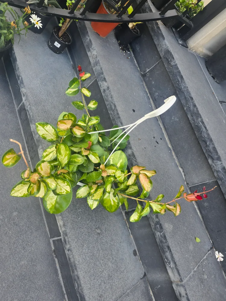 Hoya Carnosa Tricolor Plant thumbnail