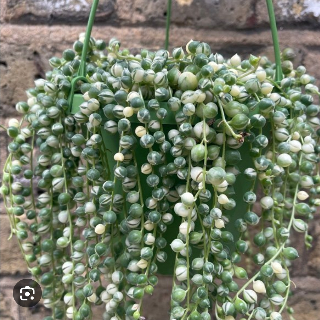 Variegated String of Pearls Plant