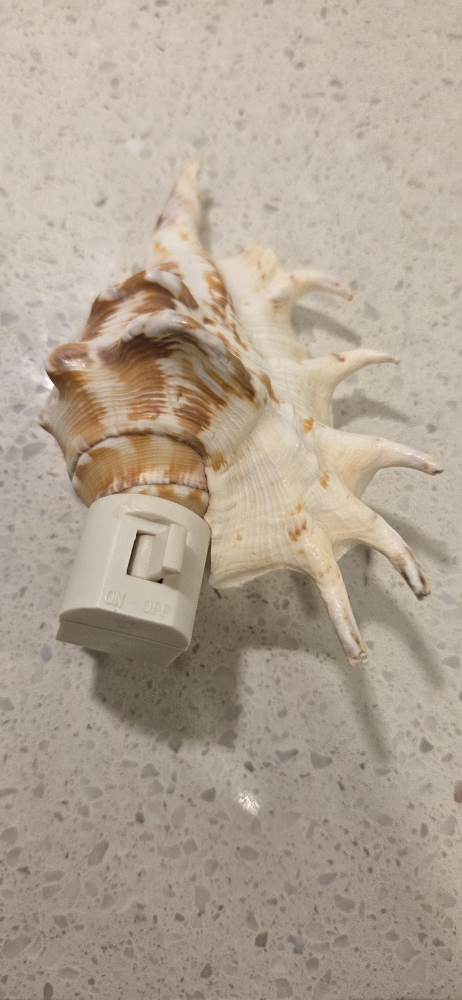 Seashell Night Light