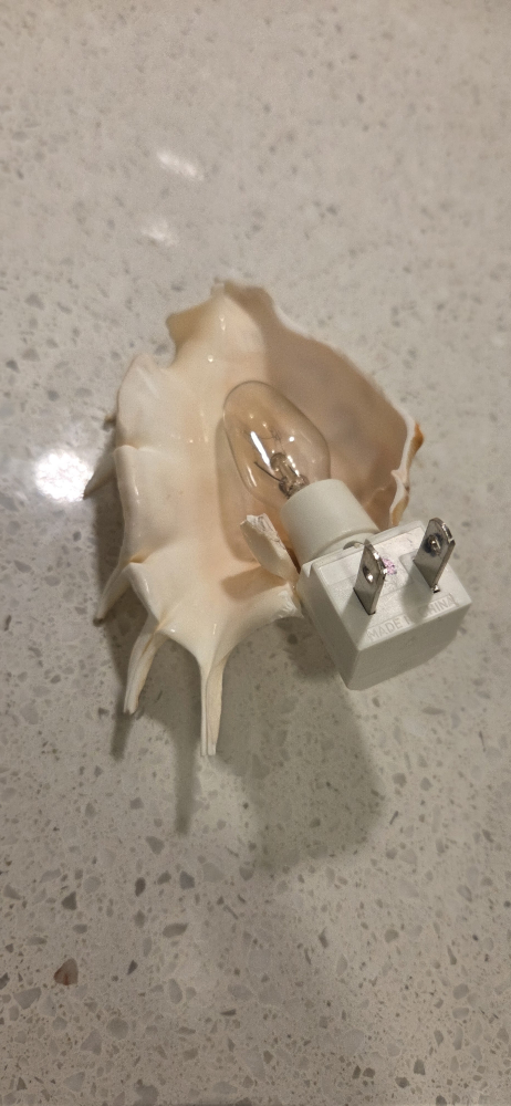 Seashell Night Light - photo 2