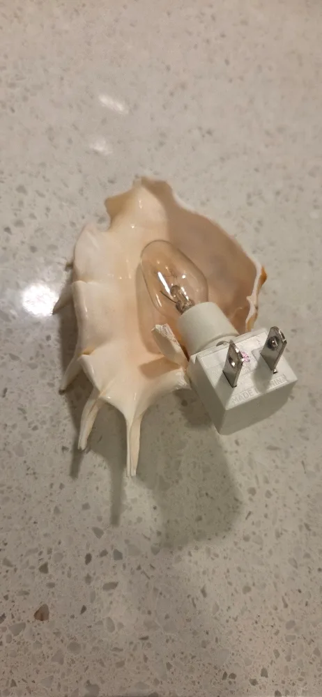Seashell Night Light image indicator(2)