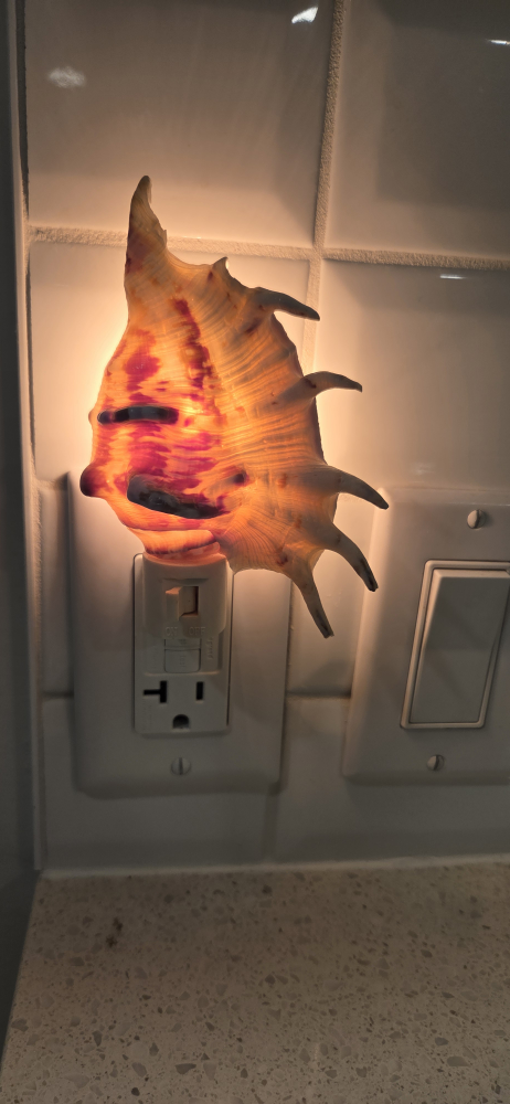 Seashell Night Light - photo 4