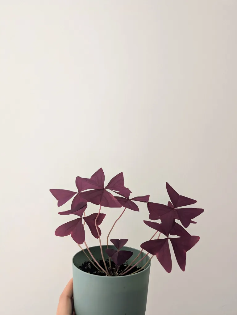 Purple Shamrock plant thumbnail