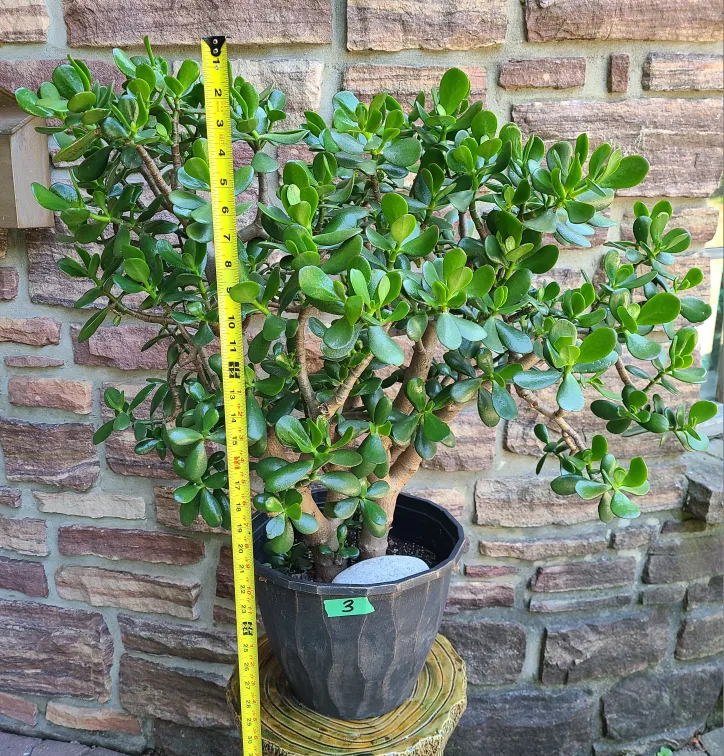 Large Jade Plant #3 image indicator(3)